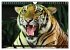 Big Cats ¿ Faces of the most beautiful... - Bild 7