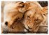 Big Cats ¿ Faces of the most beautiful... - Bild 8