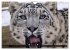 Big Cats ¿ Faces of the most beautiful... - Bild 9