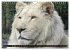 Big Cats ¿ Faces of the most beautiful... - Bild 10