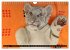 GROSSKATZEN GANZ KLEIN (Wandkalender... - Bild 7