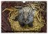 GROSSKATZEN GANZ KLEIN (Wandkalender... - Bild 9