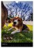 Beagles in action (Wall Calendar 2026... - Bild 14