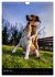 Beagles in action (Wall Calendar 2026... - Bild 7