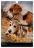 Beagles in action (Wall Calendar 2026... - Bild 9