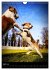 Beagles in action (Wall Calendar 2026... - Bild 10