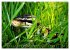 Reptiles Colorful beauties (High... - Bild 11