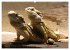 Reptiles Colorful beauties (High... - Bild 13