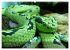 Reptiles Colorful beauties (High... - Bild 9