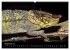 Chameleons Monsters of the African Bush... - Bild 14