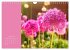 Vibrancy of flowers (Wall Calendar 2026... - Bild 12