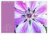 Vibrancy of flowers (Wall Calendar 2026... - Bild 13