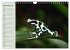 Poison dart frogs / UK-Version /... - Bild 5