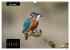 Beautiful birds THE KINGFISHER (Wall... - Bild 11