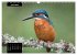 Beautiful birds THE KINGFISHER (Wall... - Bild 12