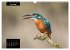 Beautiful birds THE KINGFISHER (Wall... - Bild 13