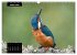 Beautiful birds THE KINGFISHER (Wall... - Bild 14