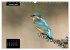 Beautiful birds THE KINGFISHER (Wall... - Bild 3