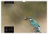 Beautiful birds THE KINGFISHER (Wall... - Bild 5