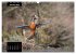 Beautiful birds THE KINGFISHER (Wall... - Bild 7