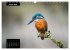 Beautiful birds THE KINGFISHER (Wall... - Bild 9
