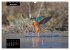 Beautiful birds THE KINGFISHER (Wall... - Bild 10