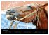 Les chevaux du Maroc (Calendrier mural... - Bild 9