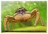 Jumping Spiders (Wall Calendar 2026 DIN... - Bild 13
