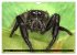 Jumping Spiders (Wall Calendar 2026 DIN... - Bild 14