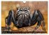 Jumping Spiders (Wall Calendar 2026 DIN... - Bild 3