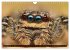 Jumping Spiders (Wall Calendar 2026 DIN... - Bild 4