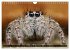 Jumping Spiders (Wall Calendar 2026 DIN... - Bild 5
