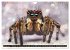 Jumping Spiders (Wall Calendar 2026 DIN... - Bild 7