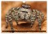 Jumping Spiders (Wall Calendar 2026 DIN... - Bild 8