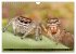 Jumping Spiders (Wall Calendar 2026 DIN... - Bild 9