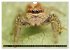 Jumping Spiders (Wall Calendar 2026 DIN... - Bild 10