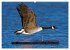 CANADA GOOSE / UK-Version (High Quality... - Bild 11