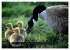 CANADA GOOSE / UK-Version (High Quality... - Bild 12