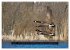 CANADA GOOSE / UK-Version (High Quality... - Bild 13