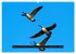 CANADA GOOSE / UK-Version (High Quality... - Bild 14