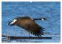 CANADA GOOSE / UK-Version (High Quality... - Bild 3