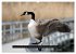 CANADA GOOSE / UK-Version (High Quality... - Bild 4
