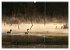 CANADA GOOSE / UK-Version (High Quality... - Bild 7