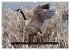 CANADA GOOSE / UK-Version (High Quality... - Bild 8