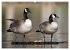CANADA GOOSE / UK-Version (High Quality... - Bild 10