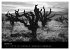 VIGNES DU SUD terroirs d'AOC... - Bild 6