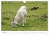 Charming - Mystic Devon Dartmoor, South... - Bild 3