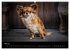 Chihuahuas - Cool and Cute... - Bild 11