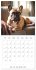 Portraits de petits chiens (Calendrier... - Bild 12