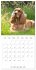 Portraits de petits chiens (Calendrier... - Bild 13